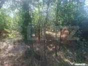 Padure tanara de vanzare 