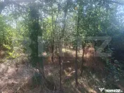 Padure tanara de vanzare 