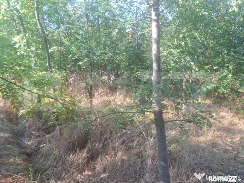 Padure tanara de vanzare - Matasaru (Dambovita)
