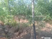 Padure tanara de vanzare 