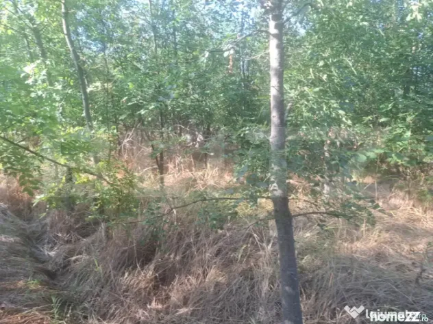 Padure tanara de vanzare - Matasaru (Dambovita)