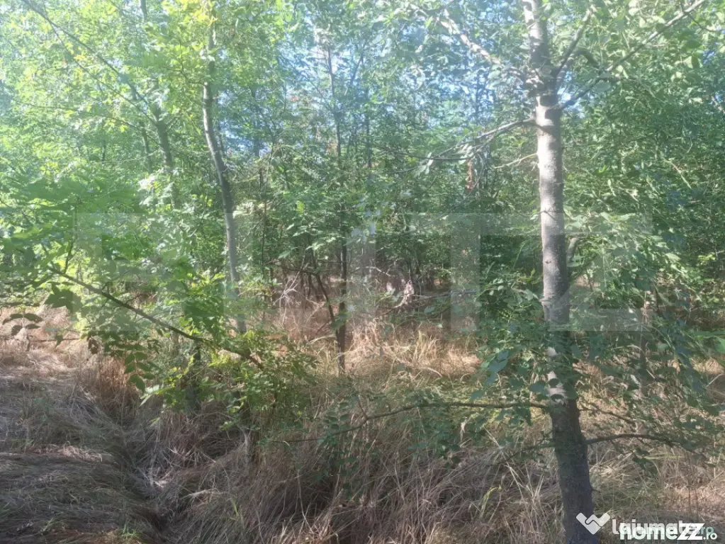 Padure tanara de vanzare - Matasaru (Dambovita)