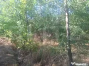 Padure tanara de vanzare 