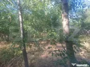 Padure tanara de vanzare 