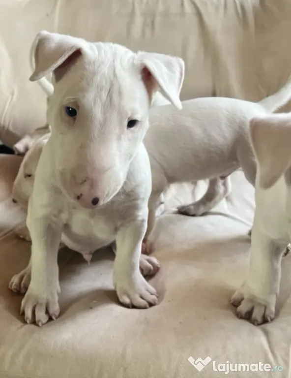 English Bull Terrier