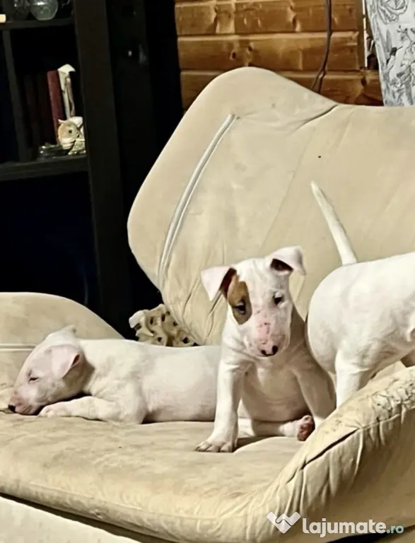 English Bull Terrier