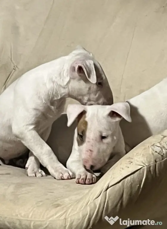 English Bull Terrier