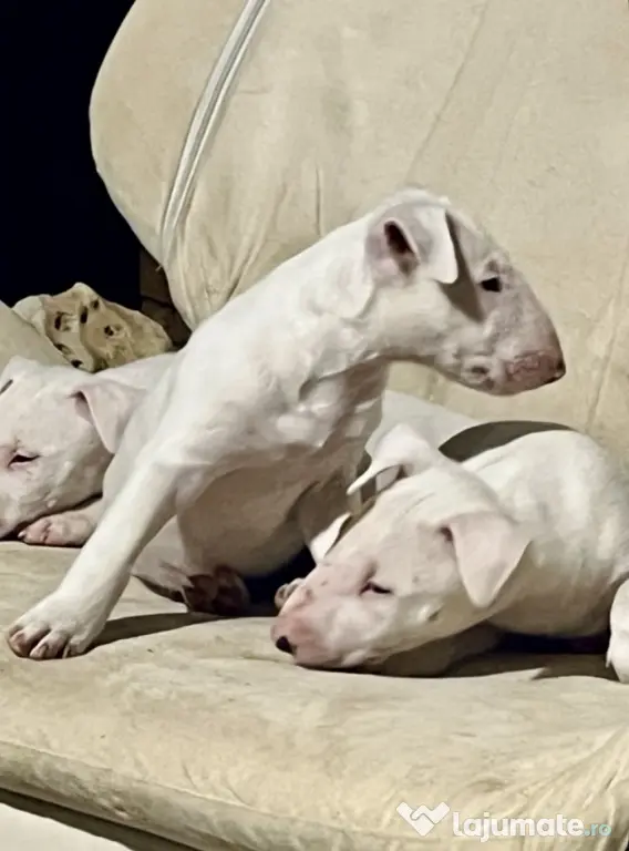 English Bull Terrier