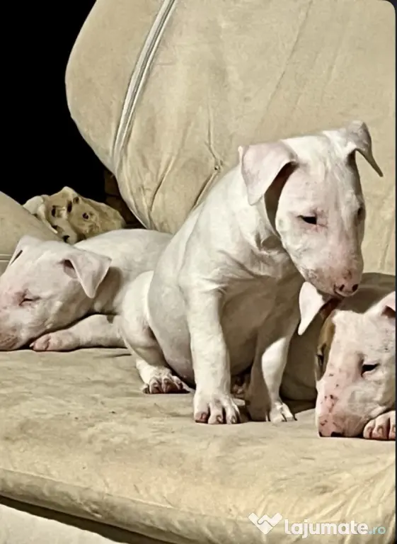 English Bull Terrier