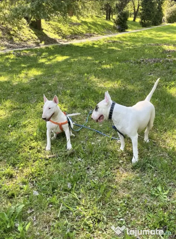 English Bull Terrier