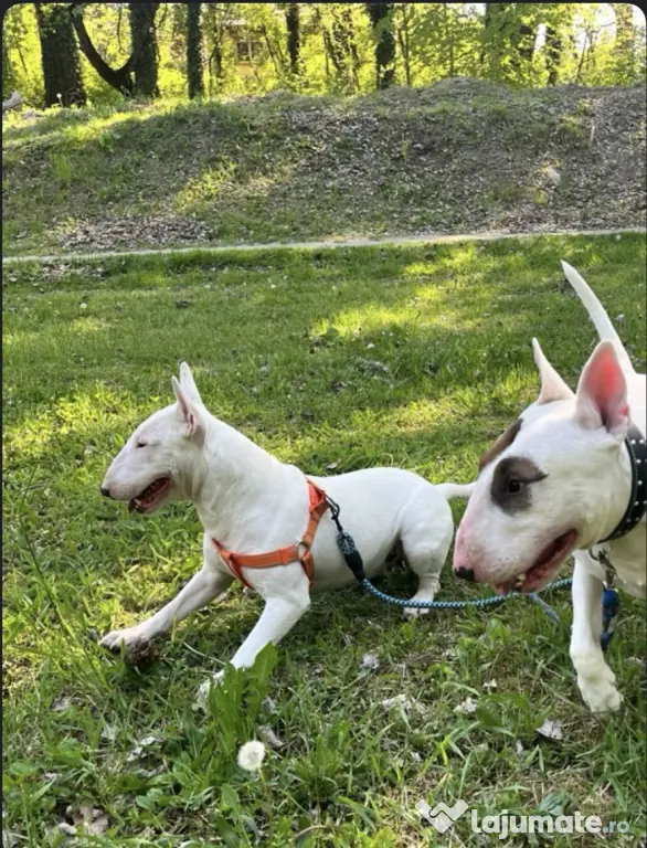 English Bull Terrier