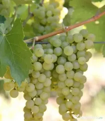 Vând struguri- fetească albă si merlot