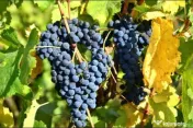 Vând struguri- fetească albă si merlot