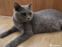 Căutam pisicuță pentru montă 