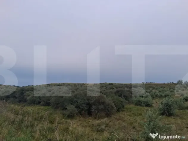 Teren extravilan, plantație de cătină 17.300 mp, comuna U - Soroceni (Botosani)