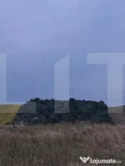 Teren extravilan, plantație de cătină 17.300 mp, comuna U 