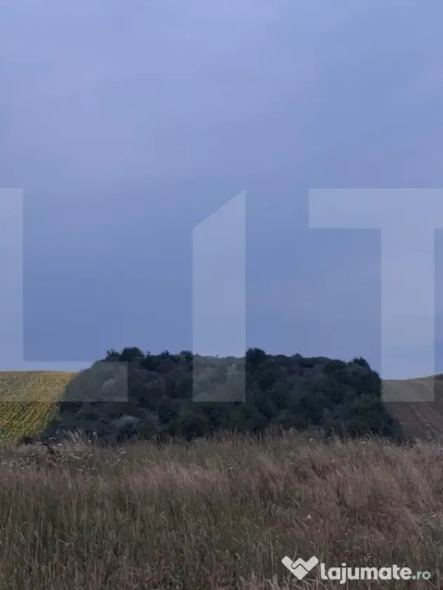 Teren extravilan, plantație de cătină 17.300 mp, comuna U - Soroceni (Botosani)