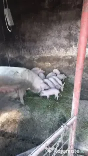 Scroafa Marele Alb, cu purcei 