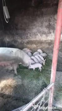 Scroafa Marele Alb, cu purcei 