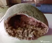 Geoda de cuart cu cristale roz-portocalii hematit 25 cm.