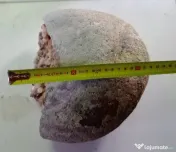 Geoda de cuart cu cristale roz-portocalii hematit 25 cm.