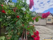 Poveste saseasca la umbra vitei de vie,cu crama,gradina flor