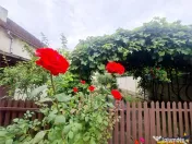 Poveste saseasca la umbra vitei de vie,cu crama,gradina flor