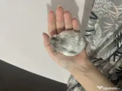 Hamsteri pitici 