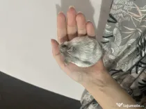 Hamsteri pitici
