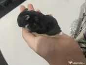 Hamsteri pitici 