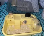 Hamsteri pitici