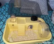 Hamsteri pitici 
