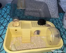 Hamsteri pitici