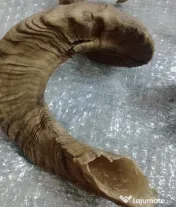 Coarne de berbec 27 cm. pereche cu crapaturi