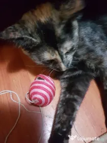 Ofer spre adoptie o pisicuta dulce si foarte jucausa