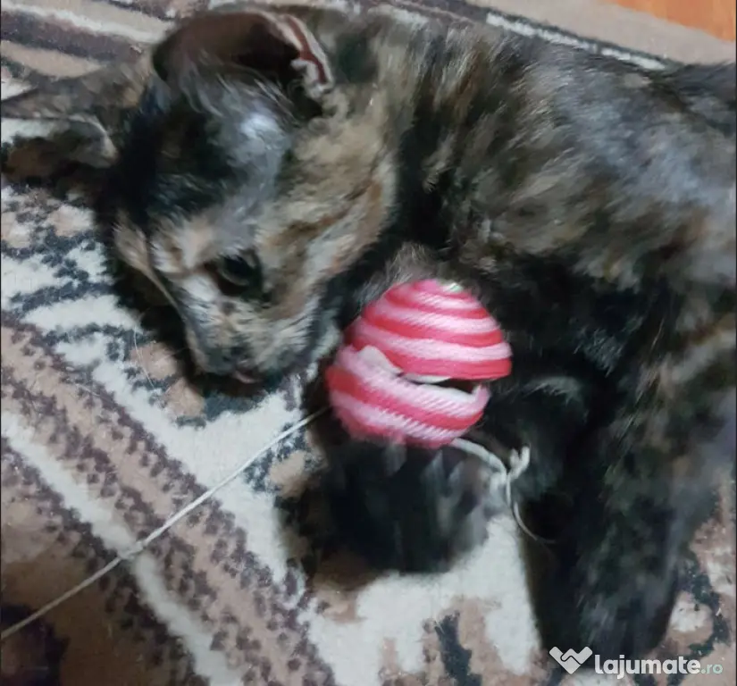 Ofer spre adoptie o pisicuta dulce si foarte jucausa