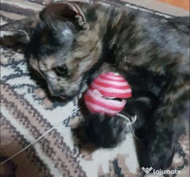 Ofer spre adoptie o pisicuta dulce si foarte jucausa