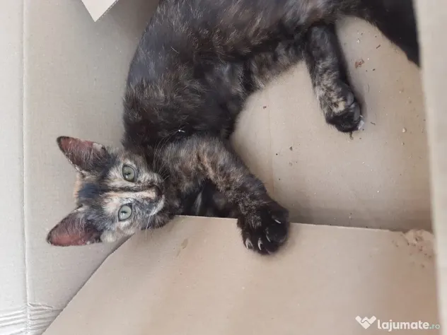 Ofer spre adoptie o pisicuta dulce si foarte jucausa