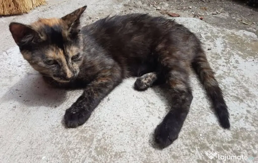Ofer spre adoptie o pisicuta dulce si foarte jucausa