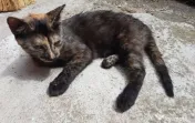 Ofer spre adoptie o pisicuta dulce si foarte jucausa