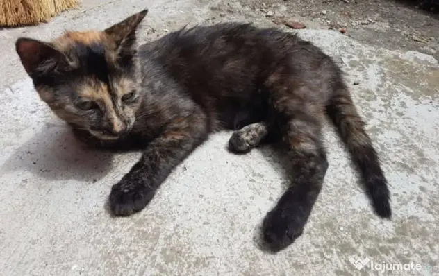 Ofer spre adoptie o pisicuta dulce si foarte jucausa