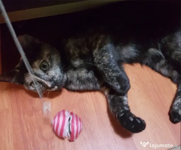 Ofer spre adoptie o pisicuta dulce si foarte jucausa