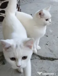 Pisici British Scotish Shorthair 