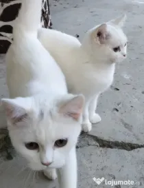 Pisici British Scotish Shorthair