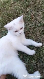 Pisici British Scottish Shorthair 