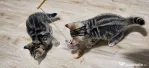 American shorthair