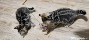 American shorthair 