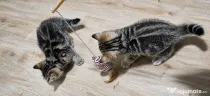 American shorthair