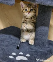 American shorthair 