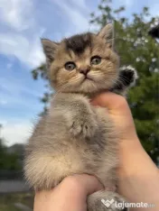 American shorthair 